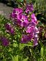 Phlox Fliedertraum